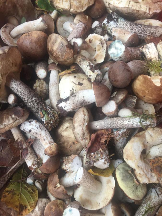Gawramaszki - Agroturystyka - Komfortowe Pokoje Z Lazienkami I Aneksami Kuchennymi Wegorzewo Bagian luar foto